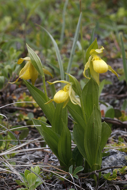 Large Northern Yellow Lady's Slipper