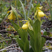 Large Northern Yellow Lady's Slipper