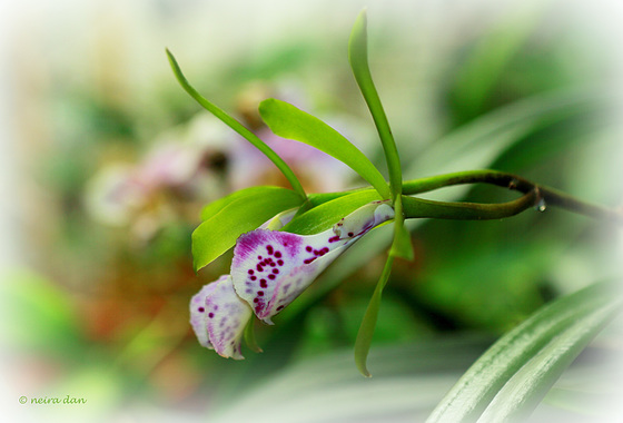 Brassocattleya binosa