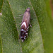 20110519 2772RMw [D~MI] Rundstirnmotte (Glyphipterix thrasonella), Großes Torfmoor, Hille