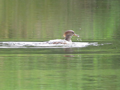 Hooded merganser