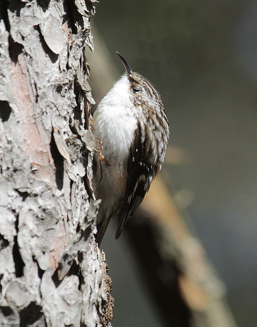 brown creeper / grimpereau brun brown creeper / grimpereau brun