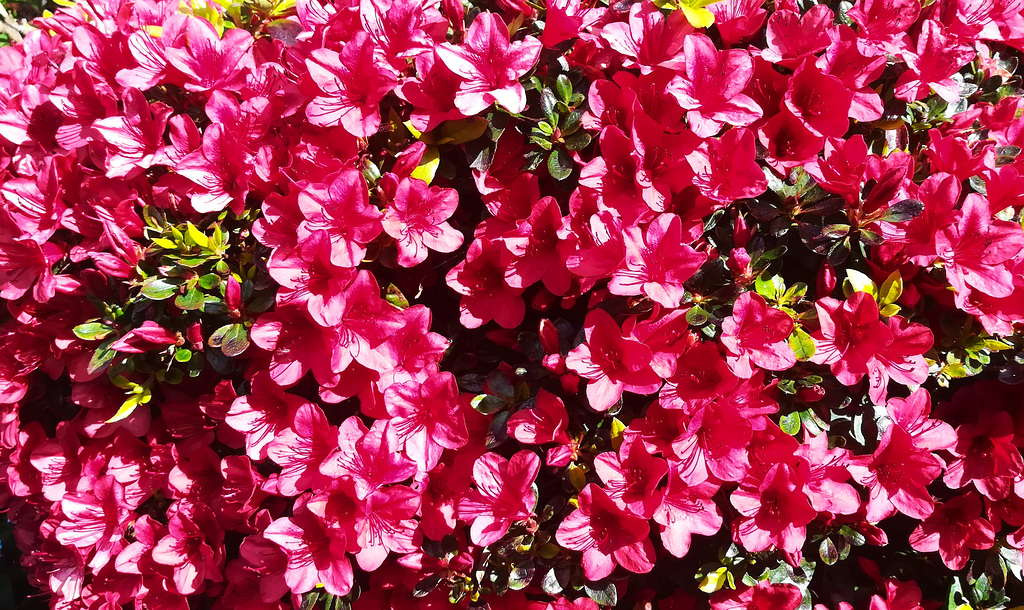 Azalea now at it's peak.