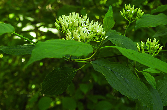 20230531 0400CPw [D~LIP] Blutroter HARTRIEGEL (Cornus sanguinea), UWZ, Bad Salzuflen