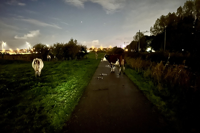 Cows on the road