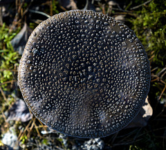 The Panther amanita perpendicular