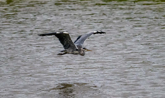 Heron