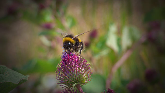 Hummel auf Klette