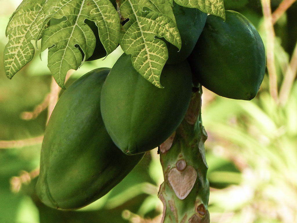 papayas, asa wright nature centre, trinidad