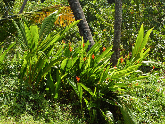 Nariva Swamp afternoon, Trinidad, Day 6