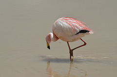 Bolivian Altiplano, Flamingo on the Laguna Hedionda