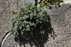 Asplenium ruta - muraria , Doradille des murs