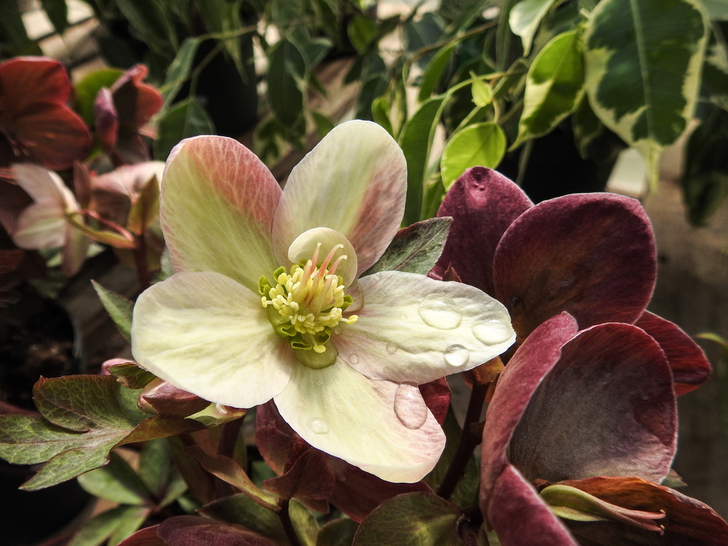 Hellebore / Helleborus