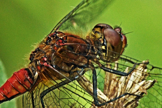 Ruddy Darter