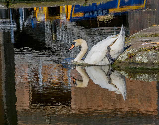 A swan at Ellesmere Port boat museum