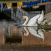 A swan at Ellesmere Port boat museum