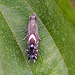 20110519 2773RMw [D~MI] Rundstirnmotte (Glyphipterix thrasonella), Großes Torfmoor, Hille