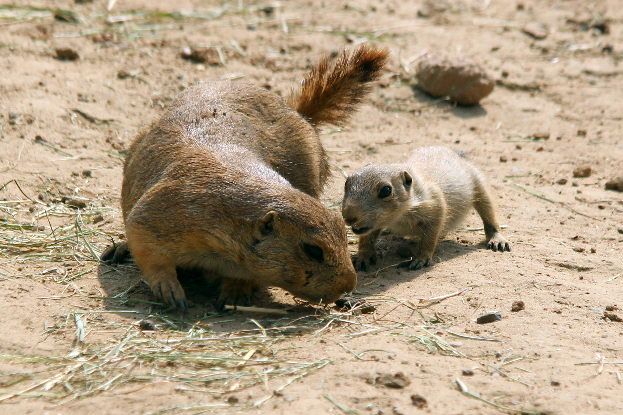 Wildlands Emmen