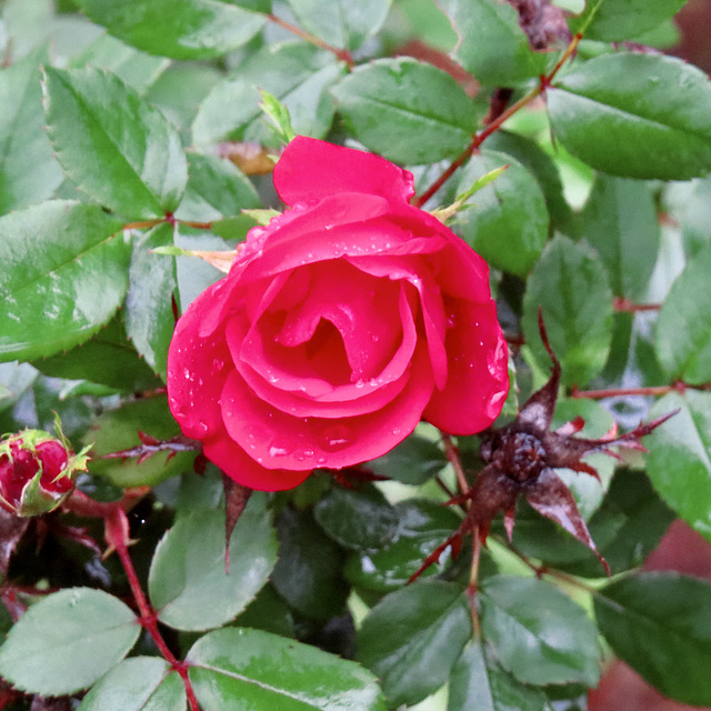 Red rose after a rainy night