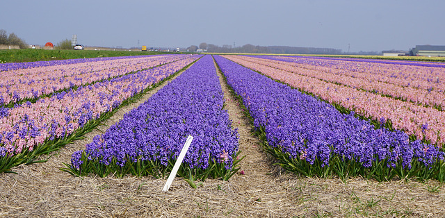 hyacinths