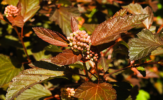 20230531 0401CPw [D~LIP] Schneeballblättrige Blasenspiere (Physocarpus opulifolius), UWZ, Bad Salzuflen