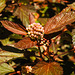 20230531 0401CPw [D~LIP] Schneeballblättrige Blasenspiere (Physocarpus opulifolius), UWZ, Bad Salzuflen