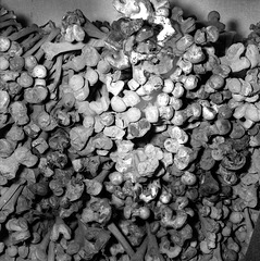 Ossuary in 1956 , in the archeological Museum of Lima.