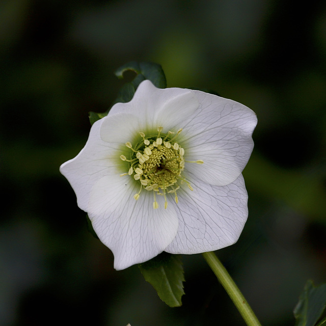 Hellébore blanche