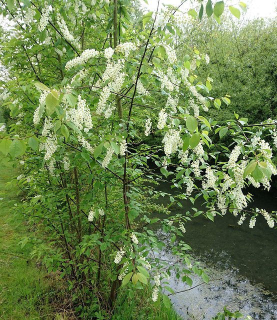 Gewöhnliche Traubenkirsche