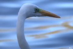 La grande aigrette