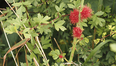 Rose Galls