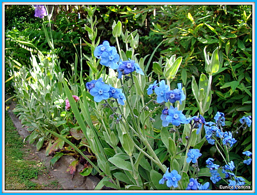 Blooming in Blue.