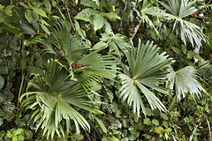 Fan-dango – Rainforest Adventures Costa Rica Pacific, near Jaco, Puntarenas Province, Costa Rica