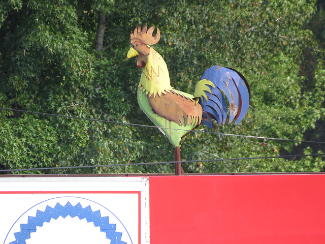 Large bird on roof of gas station