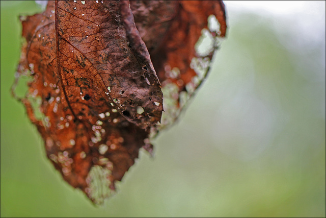 Macro Mondays