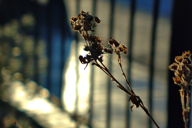 In The Low Winter Sun