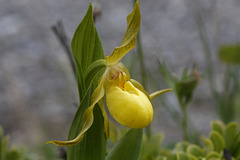 Large Northern Yellow Lady's Slipper