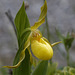 Large Northern Yellow Lady's Slipper