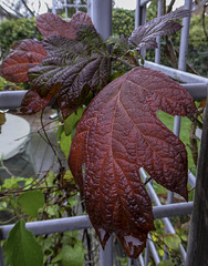 Autumn Hydrangea colour for HFF