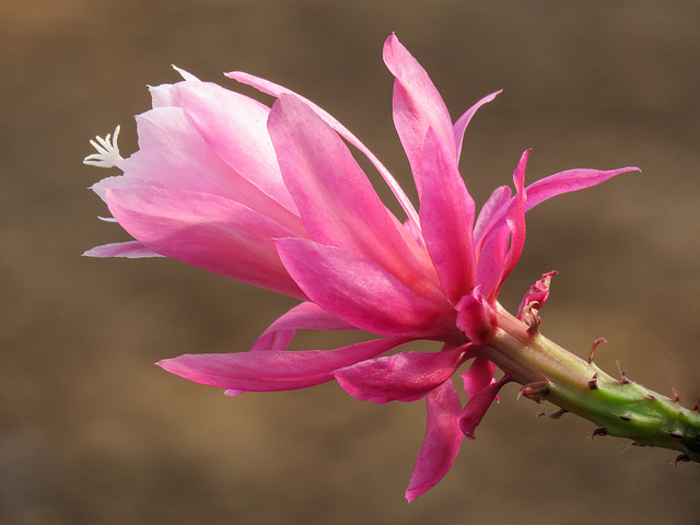 Succulent flower