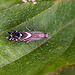 20110519 2774RMw [D~MI] Rundstirnmotte (Glyphipterix thrasonella), Großes Torfmoor, Hille