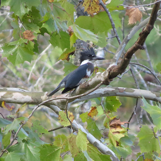 Belted kingfisher (Megaceryle alcyon)