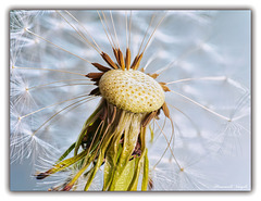 Pusteblume