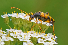 Gebt den Insekten eine Chance!  Give insects a chance!