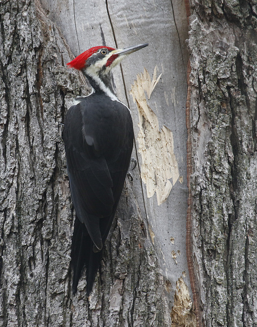 grand pic / pileated woodpecker