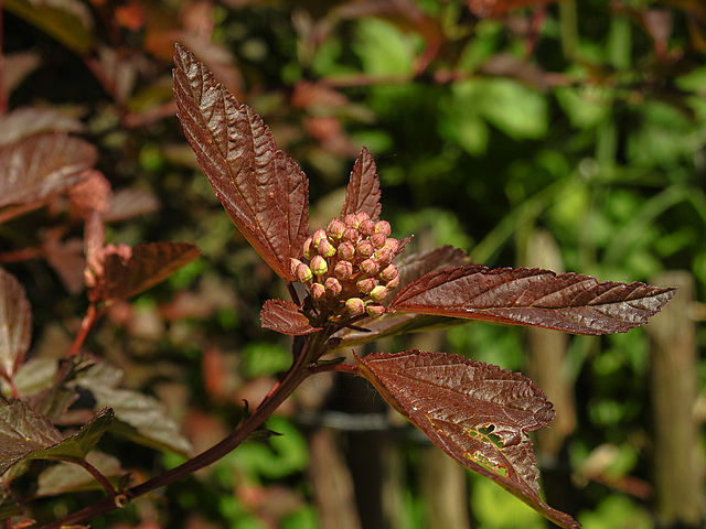 20230531 0402CPw [D~LIP] Schneeballblättrige Blasenspiere (Physocarpus opulifolius), UWZ, Bad Salzuflen