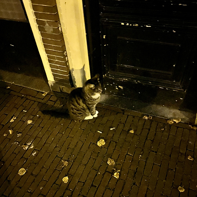 Cat waiting until the door opens