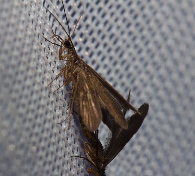 IMG 0405 Caddis Flies