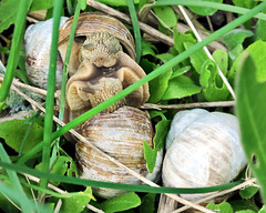 Weinbergschnecken tauschen Spermien aus.