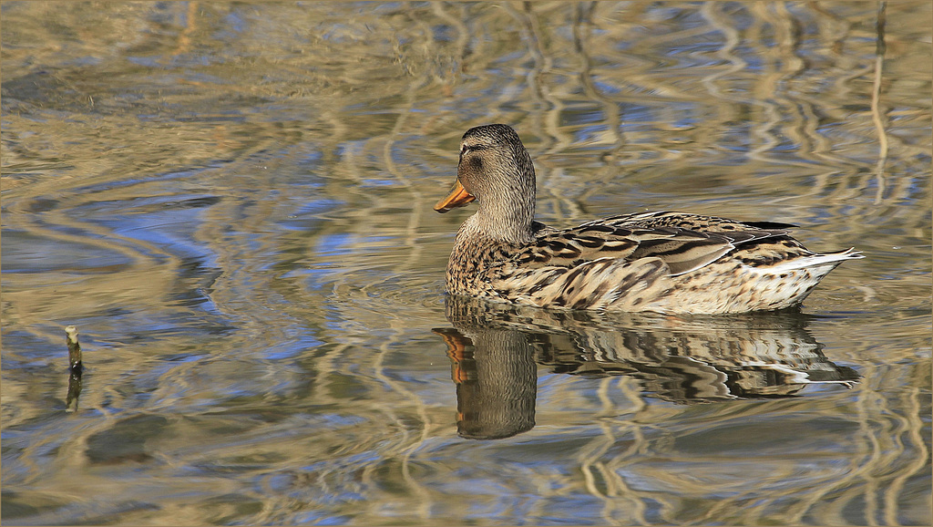 Se cacher dans les reflets